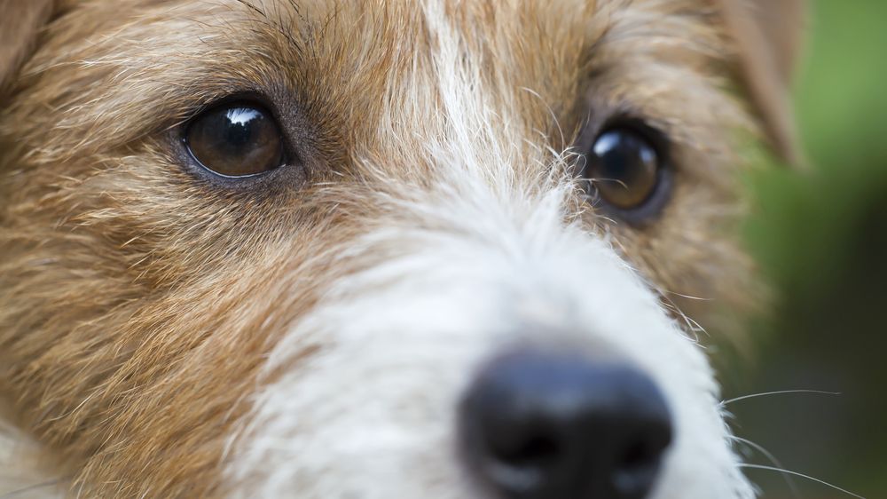 Psi zřejmě instinktivně poznají laskavé záměry člověka