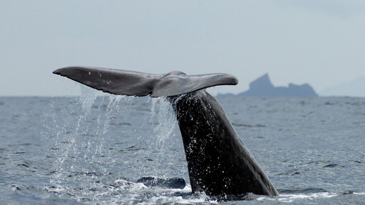 Azorám vládnou delfíni a velryby. Setkání s nimi je celoživotní zážitek