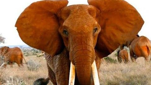 Uhynula slonice Dida, slavná vůdkyně stáda v Keni