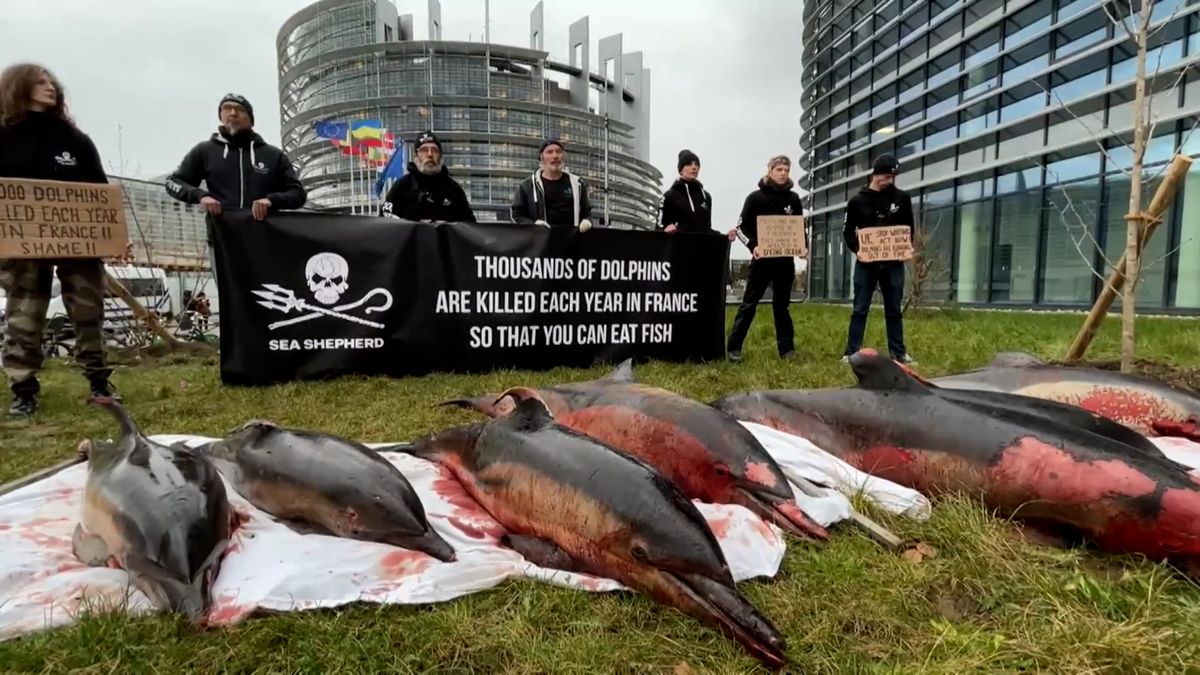 Vystavili těla sedmi mrtvých delfínů. Aktivisté protestovali ve Štrasburku