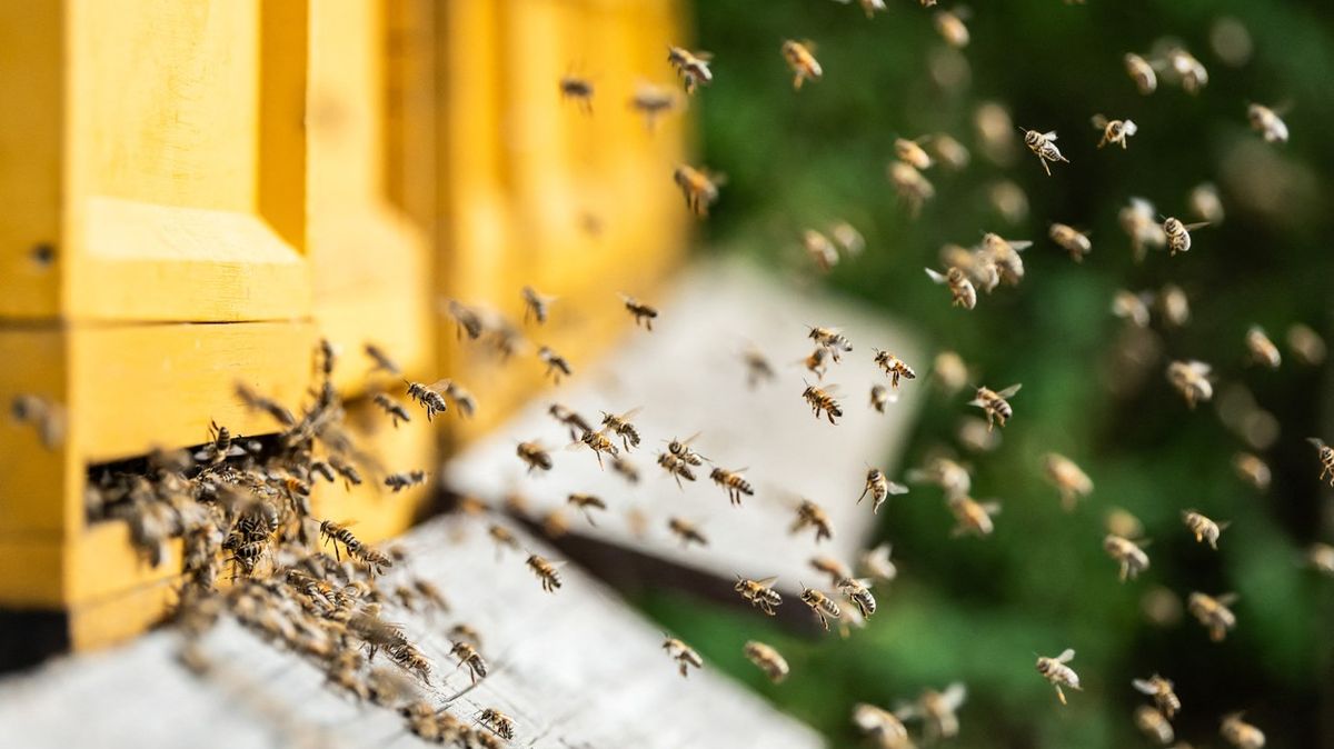 Američan zemřel po útoku včel. Schovávaly se v pytli od zeminy