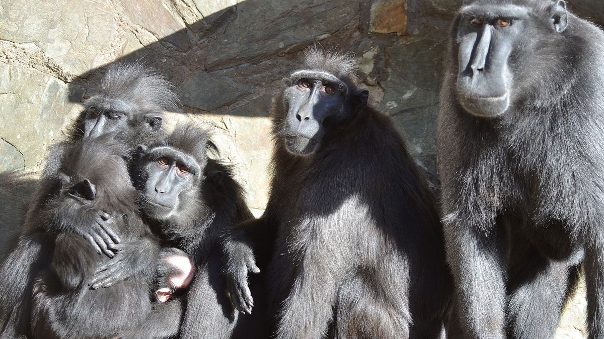 Posledního z uprchlých makaků dohnala mlsná, dívky jej zavřely do sklepa