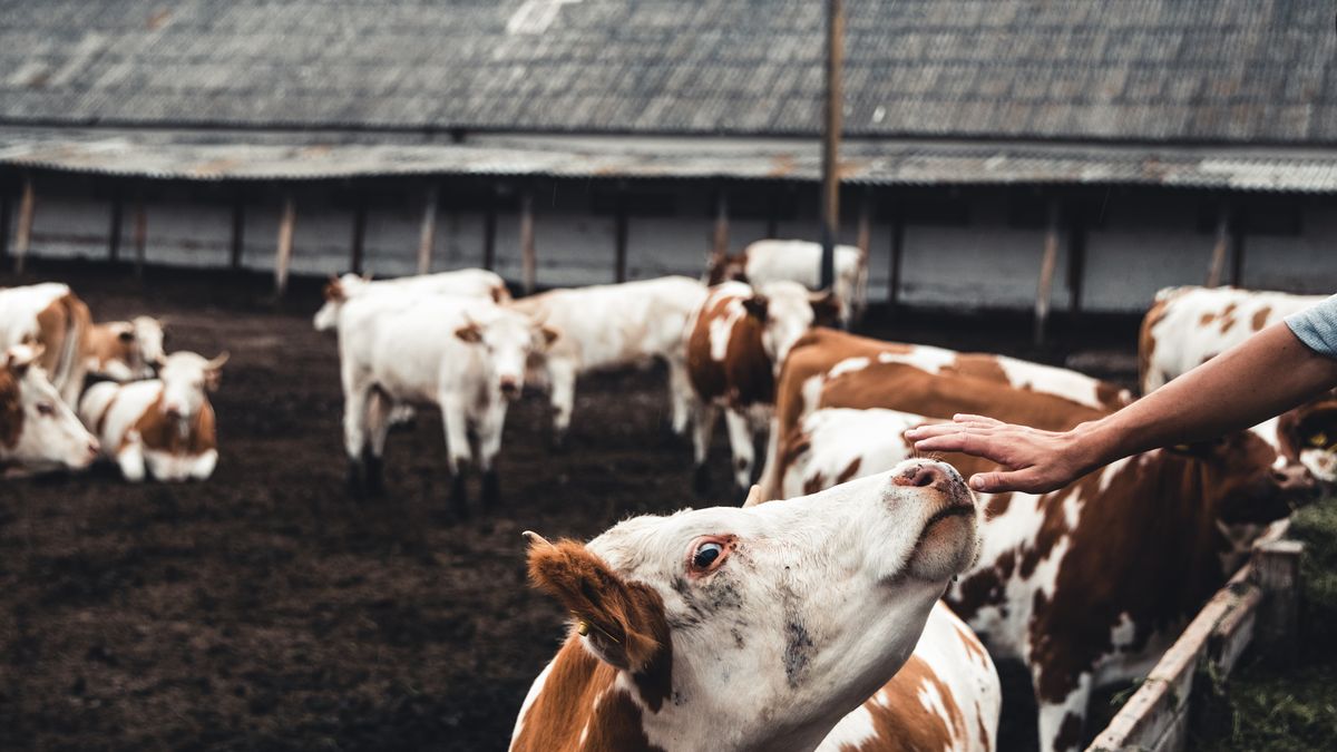 Ženu těžce zranila kráva na Frýdecko-Místecku