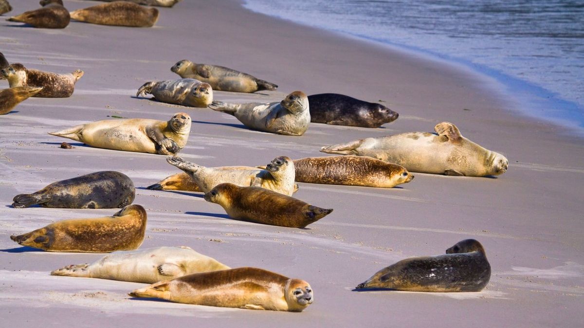 Tuleni v Severním moři dodržují bezpečné rozestupy. Vědci naznačují souvislost s virem