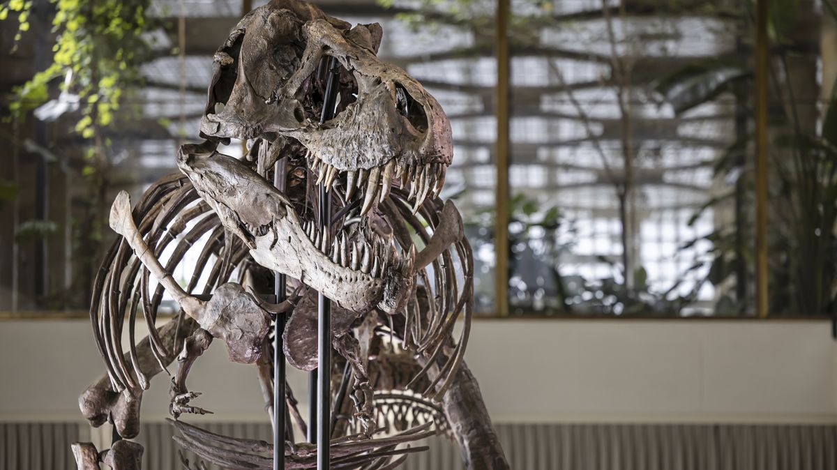 Kostra Tyrannosaura rexe se na aukci ve Švýcarsku prodala za 132 milionů