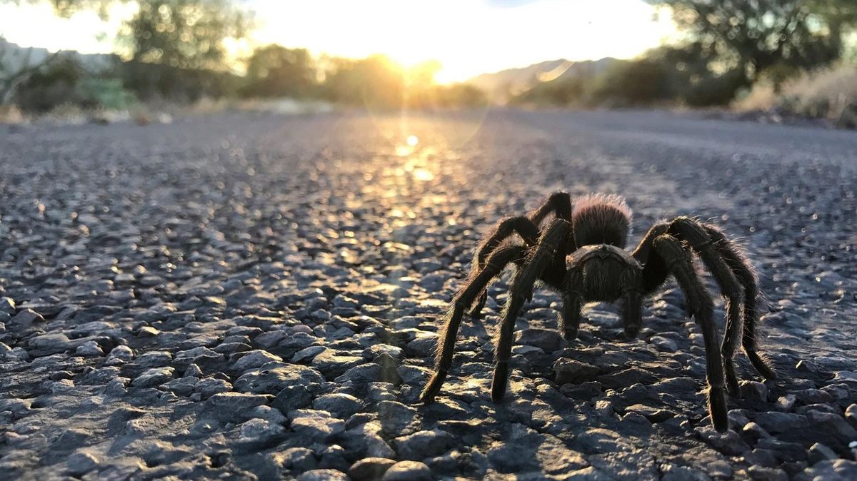 Tarantule způsobila nehodu v kalifornském Údolí smrti