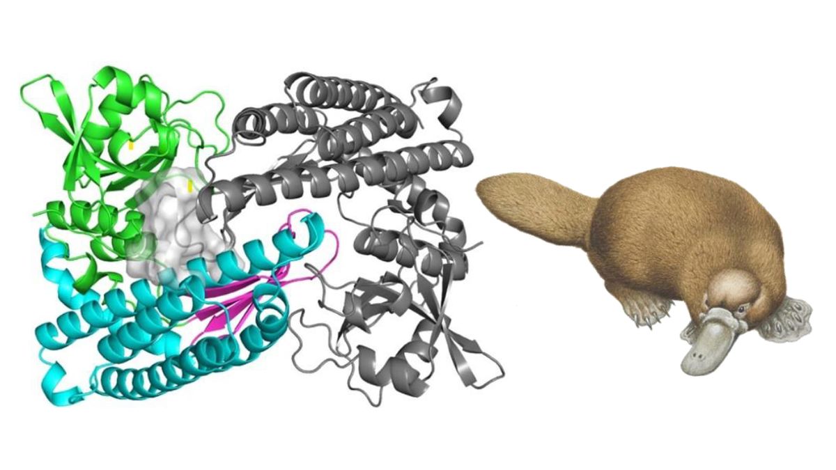 Výzkumníci popsali „podivný protein“. Pomůže proti odolným bakteriím
