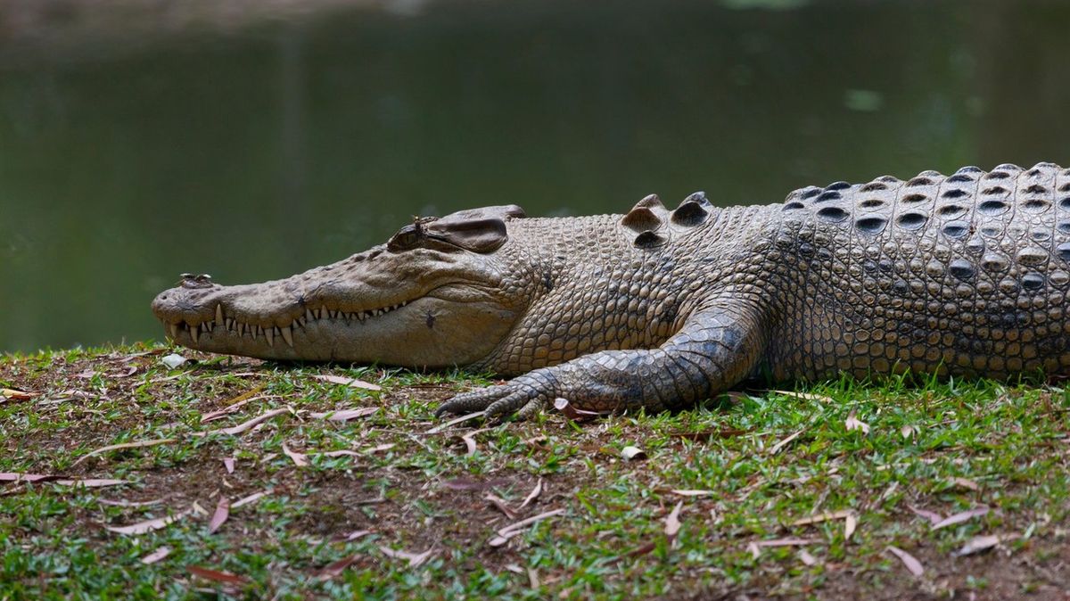 Helikoptéra podnítila sexuální apetit krokodýlů