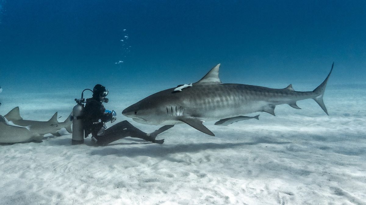 Tohle při setkání se žralokem nikdy nedělejte, varuje expert, který kvůli jednomu přišel o nohu