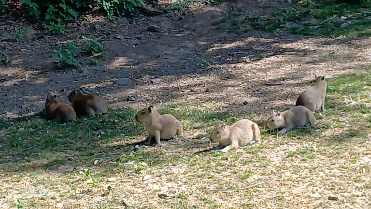 Zábavné kapybary mají v Zoo Zlín rekordní počet mláďat