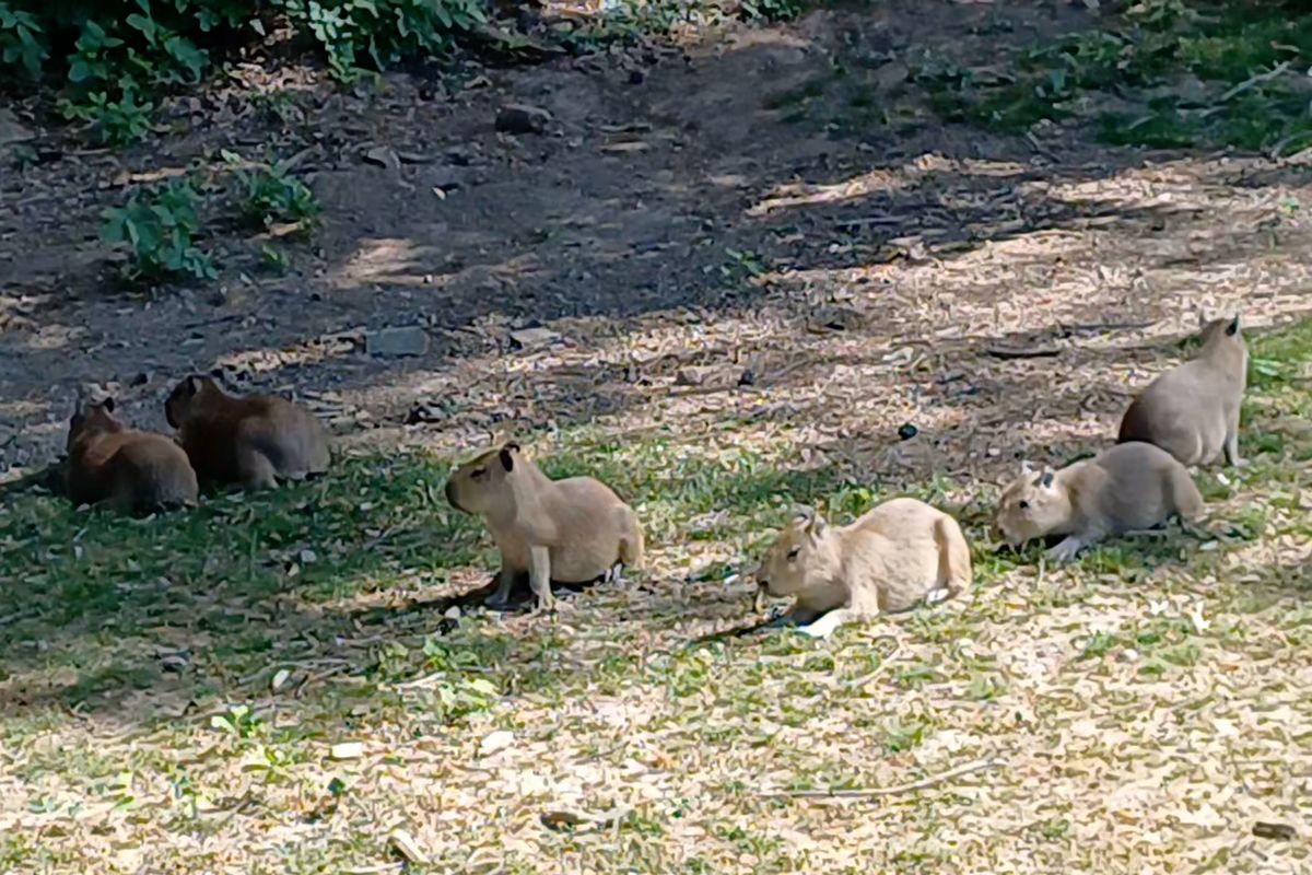 Kapybary mají v Zoo Zlín rekordní počet mláďat