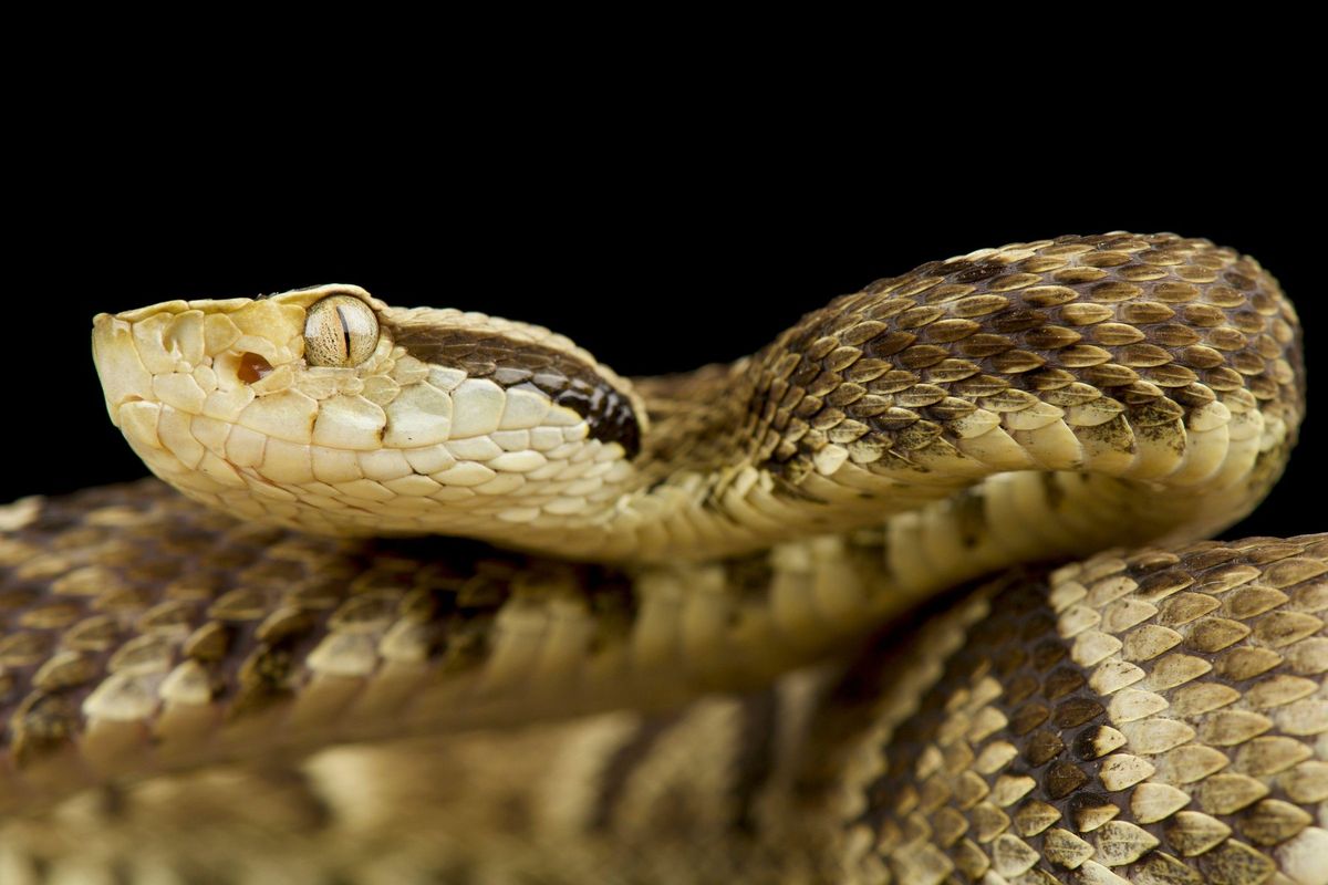 Brazilský biolog více než 40 000krát schválně šlápl na jedovatého hada