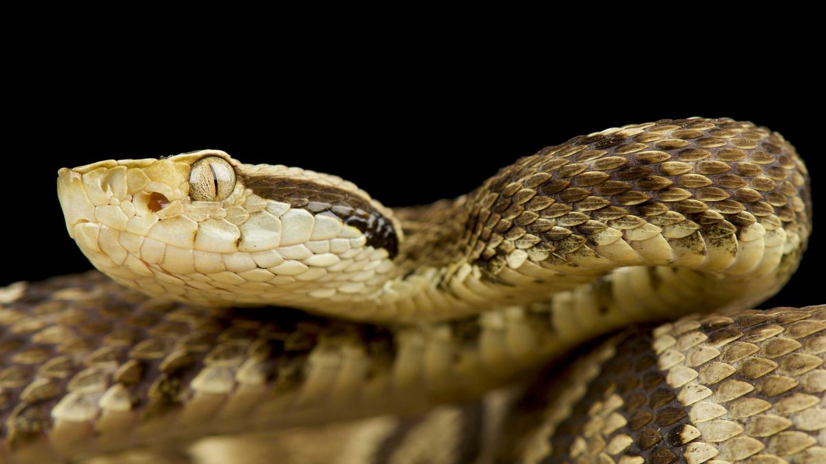 Brazilský biolog více než 40 000krát schválně šlápl na jedovatého hada