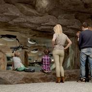 Pozorovat tučňáky budou moci lidé hlavně pod vodou.