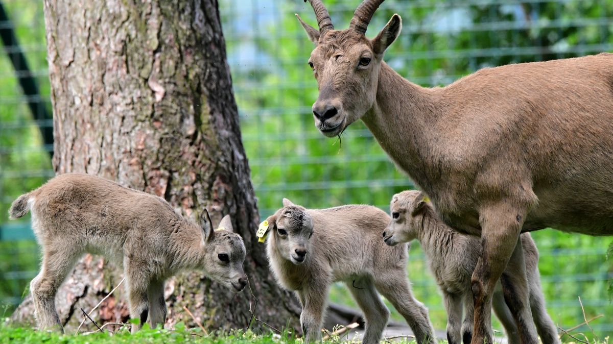 Olomoucká zoo je největším chovatelem kozorožců kavkazských na světě. Ve volné přírodě jim hrozí vyhubení