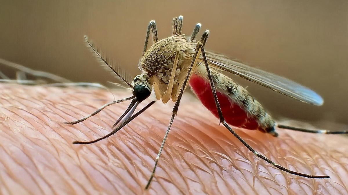 Horečkou dengue a malárií se lze nakazit už i v Evropě, může za to oteplování
