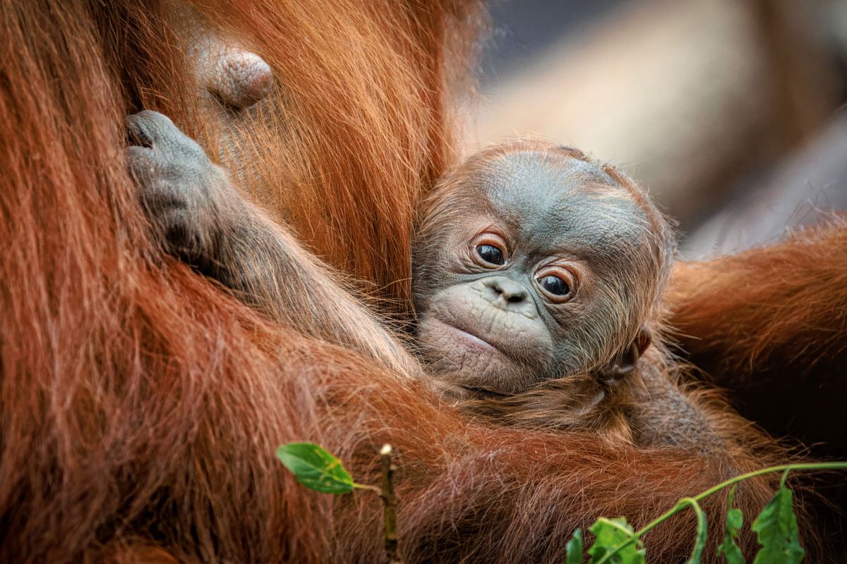 Novorozený orangutan v pražské zoo je sameček. Už si zvědavě prohlíží okolí