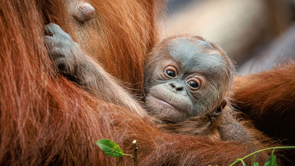 Novorozený orangutan v pražské zoo je sameček. Už si zvědavě prohlíží okolí