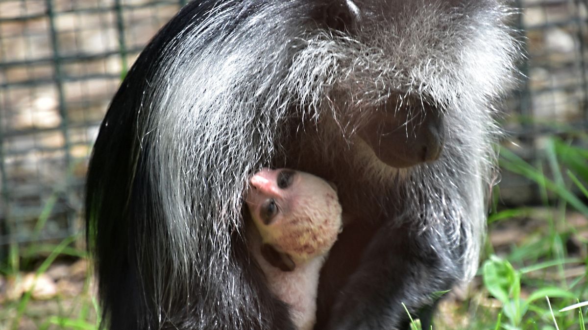 Opičí pavilon v Zoo Hodonín plní mláďata z vlastního odchovu