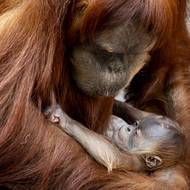Je to v krátké době další významný přírůstek v zoo. „Malý orangutan se narodil v den, kdy jsou gorilí samičce Mobi čtyři měsíce a kdy uplynuly jen tři týdny od narození dalšího gorilího mláděte,“ řekl ředitel Zoo Praha Miroslav Bobek