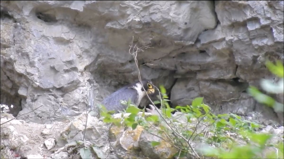 Sokoli se v Moravském krasu zabydleli přímo na rušné turistické stezce, pečují o čtyři mláďata