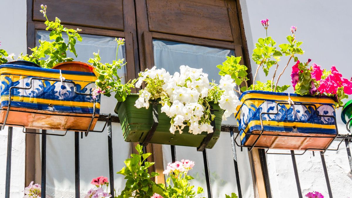 KVÍZ: Znáte dobře tradiční balkonové květiny?