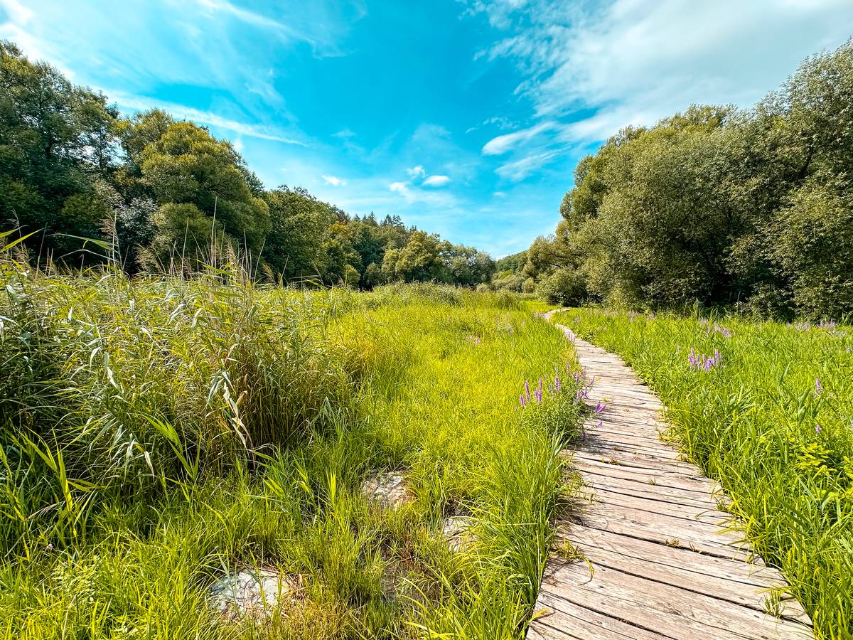 Povalový chodníček vede nad drobným mokřadem.