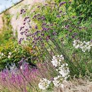 Sporýš argentinský (Verbena bonariensis) se u nás většinou nechová jako trvalka, ale každý rok se vrací ze semen, která z něj vypadají.