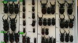 Vášnivému entomologovi hrozí kvůli roháčům tři roky vězení