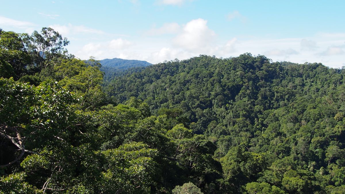 Tropické lesy v brunejském národním parku Ulu Temburong