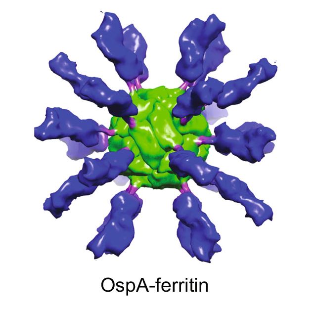 Animace molekuly očkovací látky proti lymské borelióze. Na ferritinovém jádře (zeleně) jsou navázané různé povrchové proteiny OspA (modře).