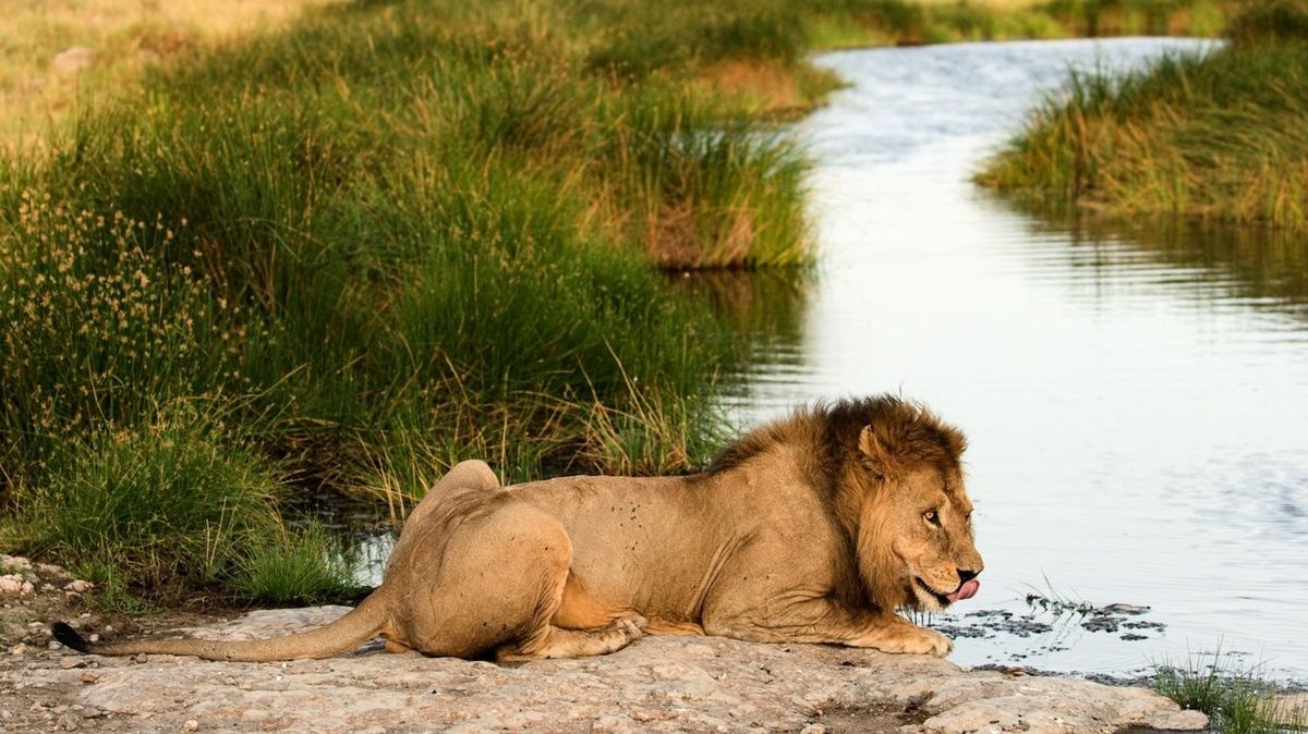 Turista na safari dráždil lva. To neměl dělat