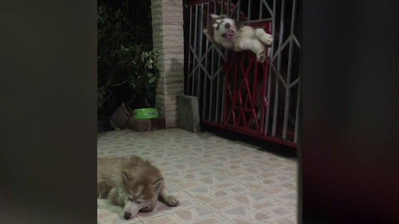 Pes předvedl kousek hodný mistra úniků Houdiniho