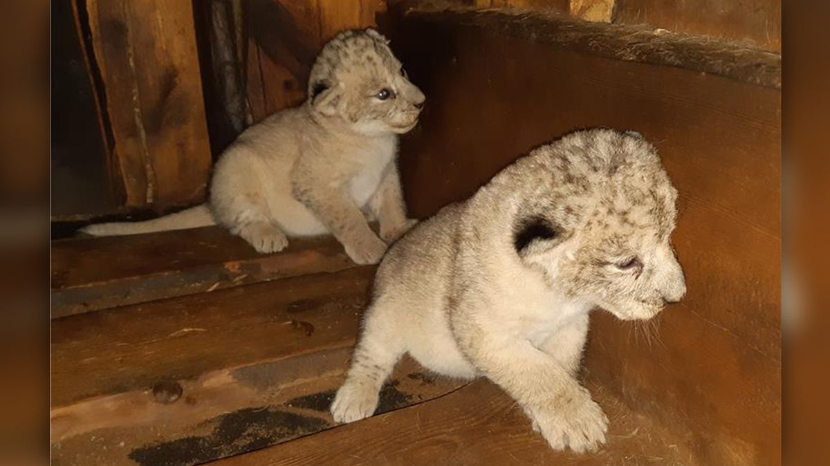 V plzeňské zoo se narodila mláďata lva berberského