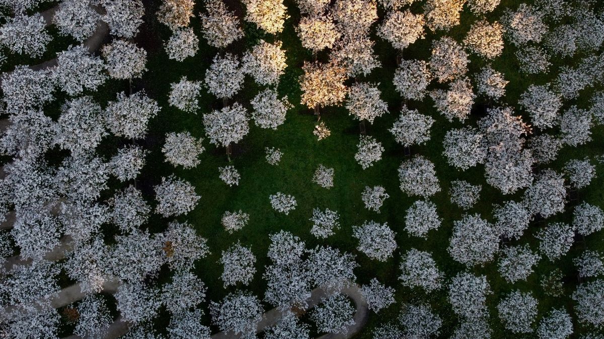 Rozkvetlý třešňový sad na záběrech z dronu