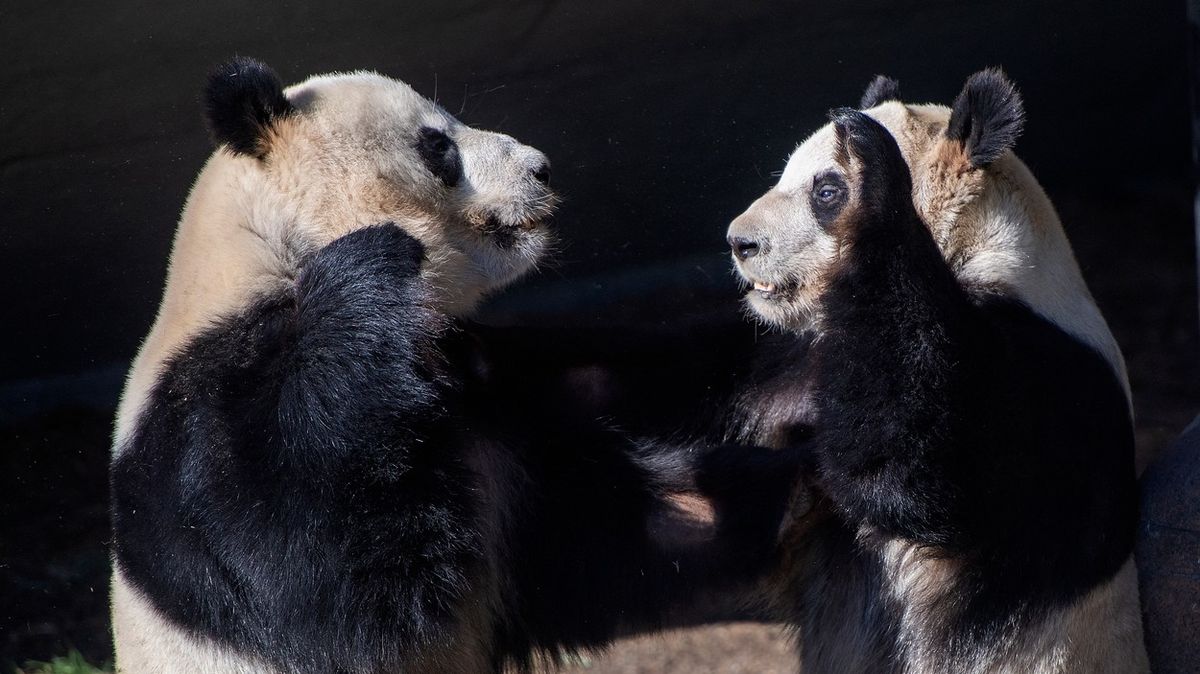 Dánská zoo chce posílit libido pandího samce, dovezla kvůli tomu moč