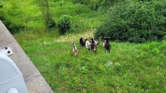 Po dálnici D1 v Ostravě se prohánělo stádo kozlů