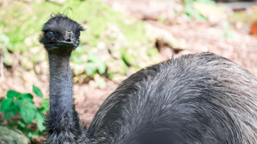 Policejní vozy krokem pronásledovaly uprchlého emu