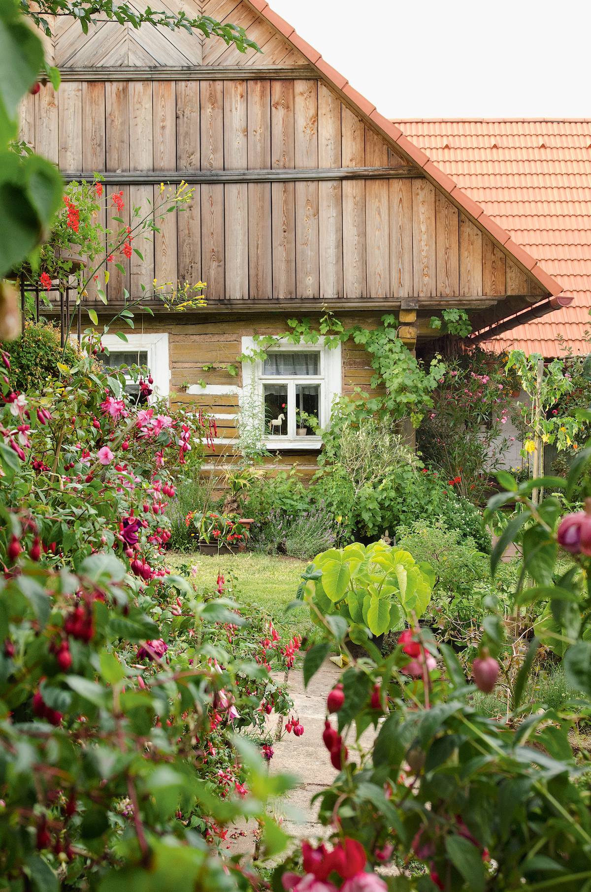Zátiší z pohádky. Růžové obláčky fuchsií vroubí pěšinu k chaloupce zarůstající révou. Zahradu prosycuje vůní levandule rostoucí pod okny s muškáty.