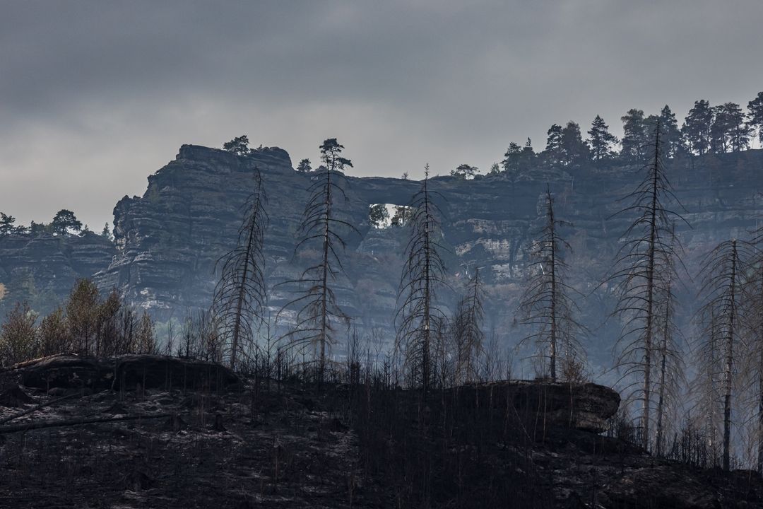 Následky požáru v Národním parku České Švýcarsko