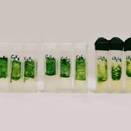 Pracovalo se se třemi skupinami řas.