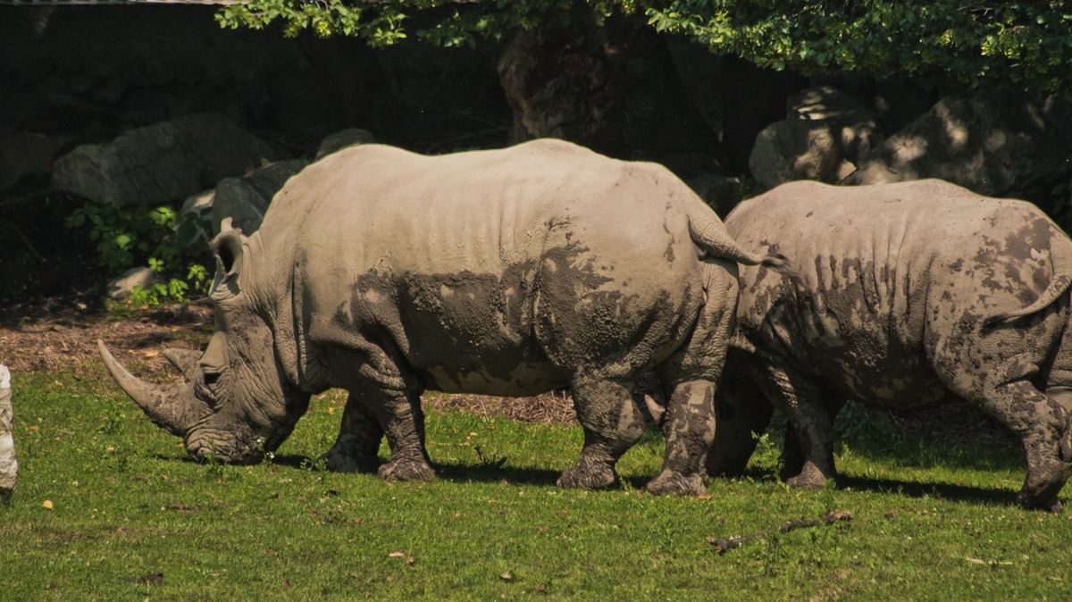 Nosorožec v salcburské zoo zabil 33letou chovatelku