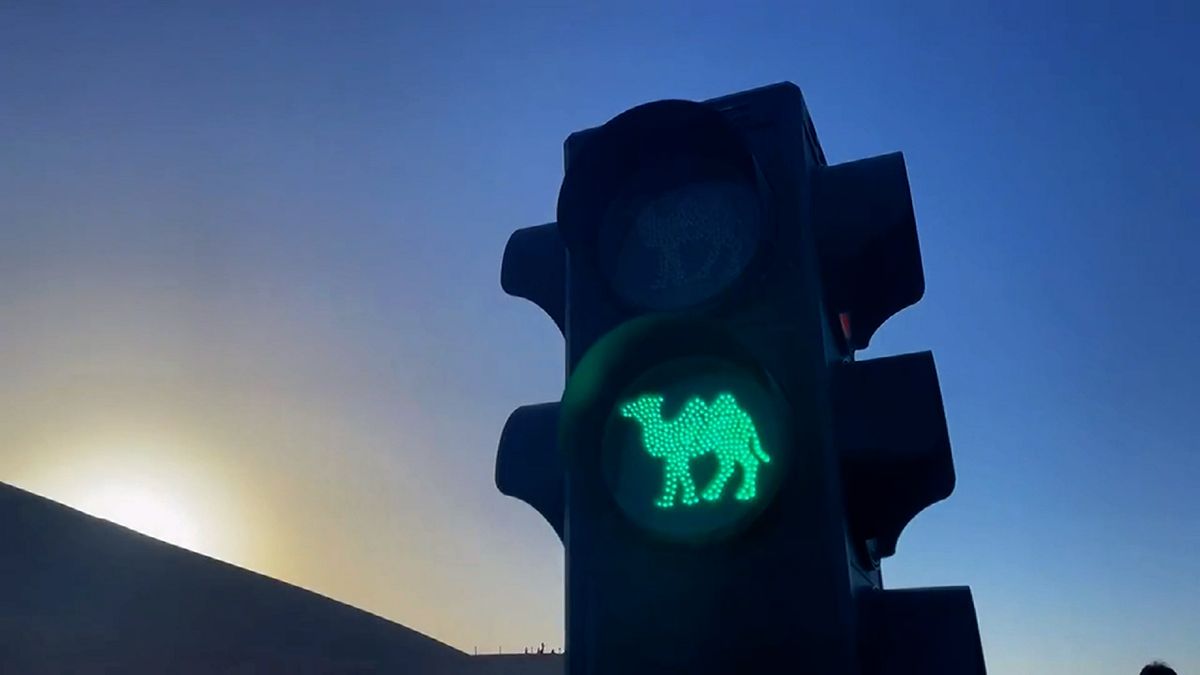 Velbloudi v čínské poušti mají svoje vlastní semafory