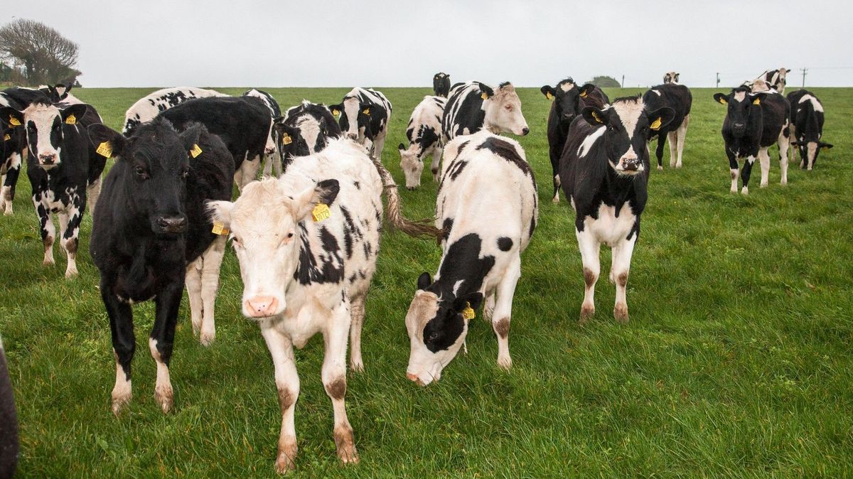 Irsko chce kvůli ochraně klimatu vybít 200 tisíc krav, produkují příliš mnoho metanu