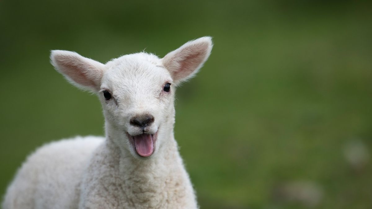 Stádo ovcí v Řecku spáslo přes 270 kilogramů konopí, skákaly výše než kozy