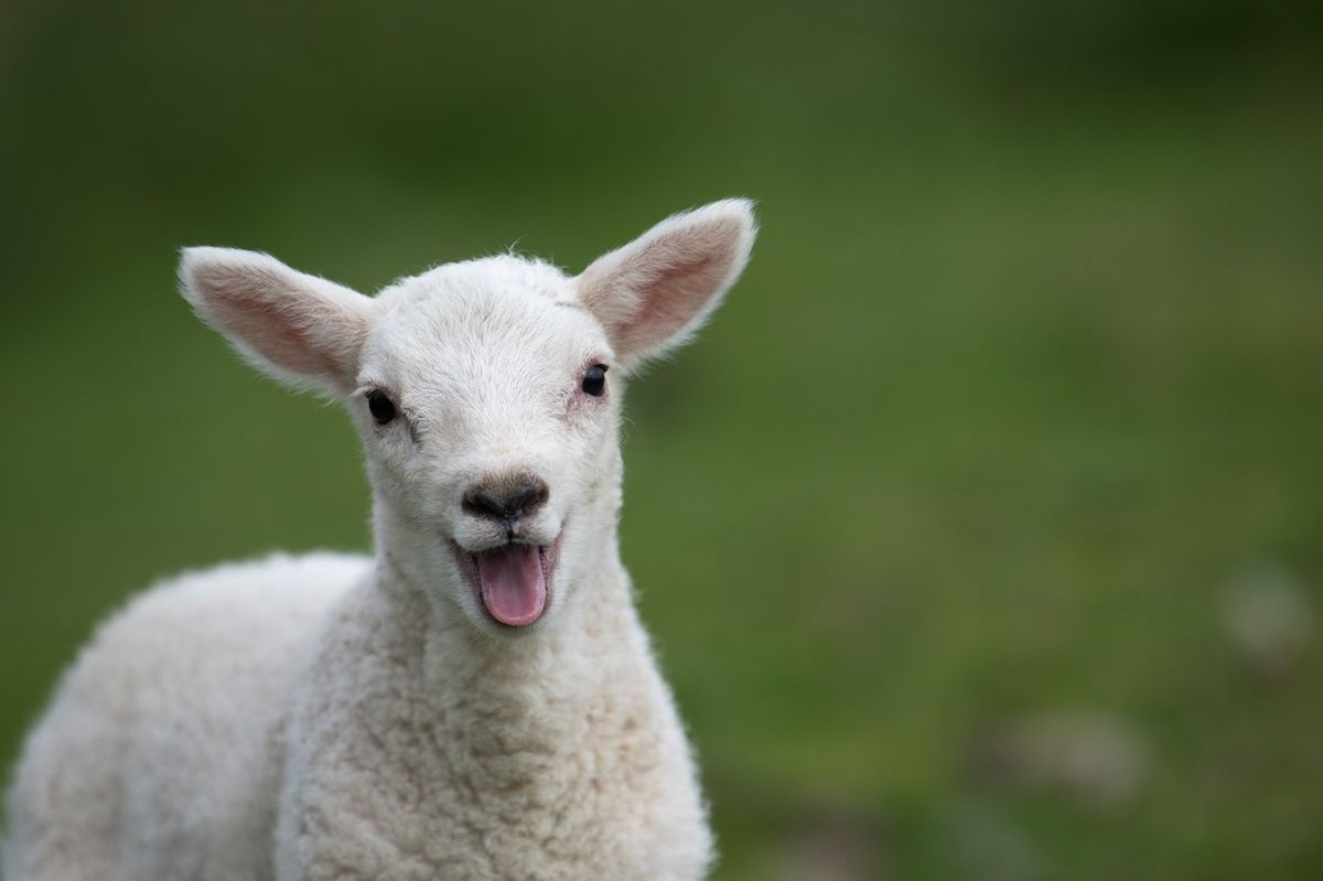 Stádo ovcí v Řecku spáslo přes 270 kilogramů konopí, skákaly výše než kozy
