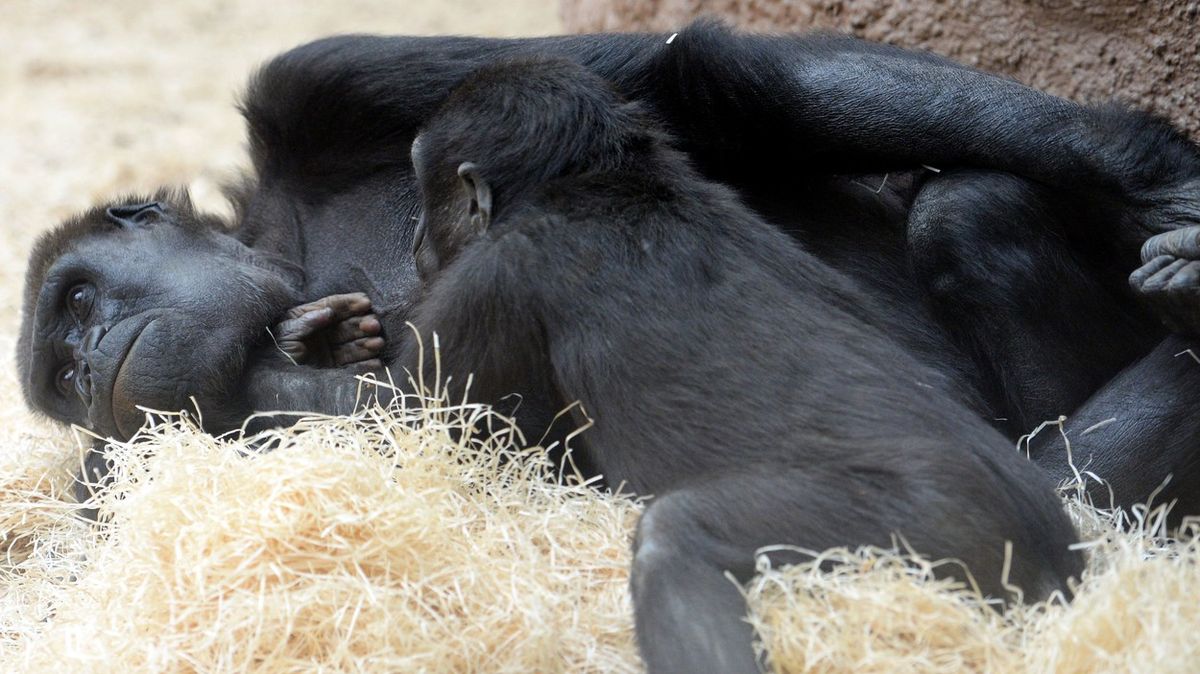 Gorila Kijivu z pražské zoo, matka slavné Moji, čeká další mládě