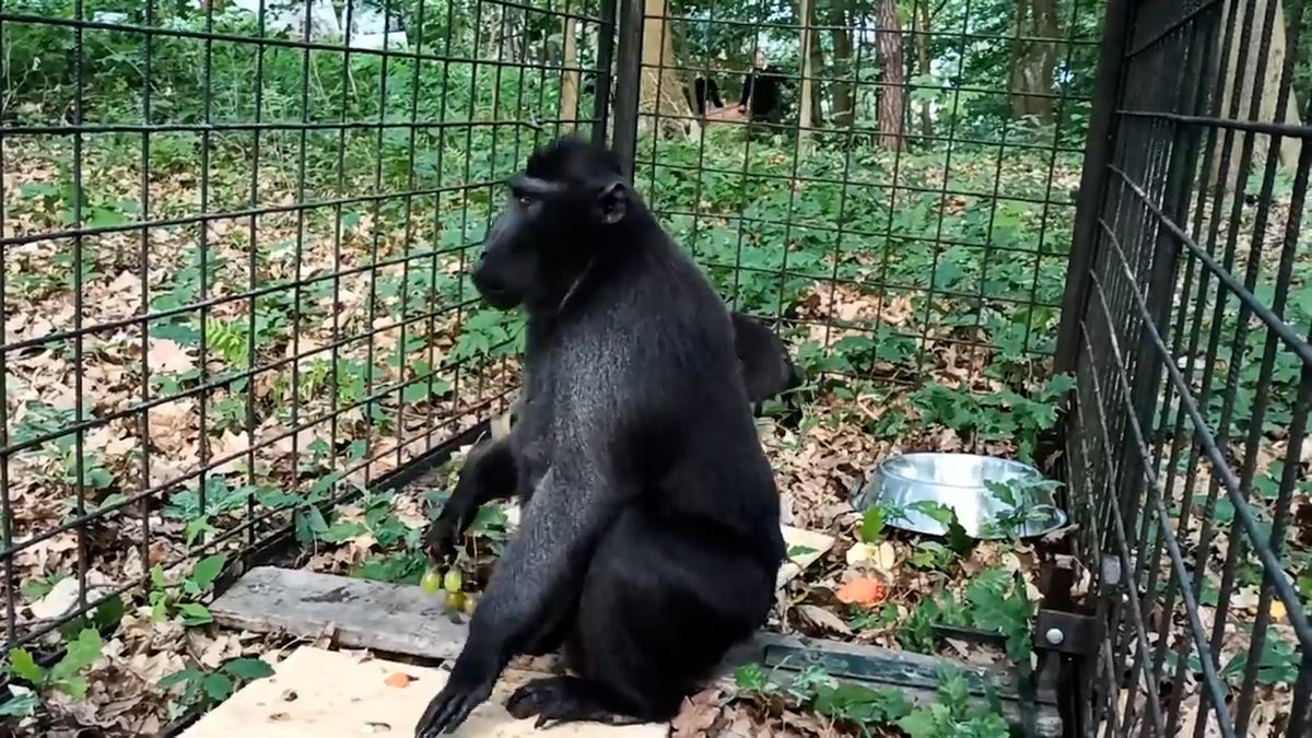 Sklapla past. Čtveřici uprchlých makaků z děčínské zoo polapili