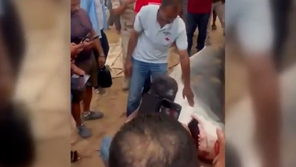 Žraloka, který zabil mladíka v Hurghadě, mumifikují a vystaví v muzeu. V žaludku našli hlavu oběti