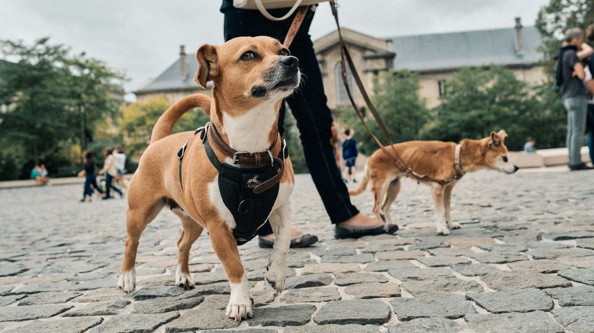 Francouzské město vytáhlo do boje proti psím výkalům. Bude je porovnávat s registrem DNA